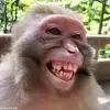 😁 Эмодзи «обезьянки» для Telegram