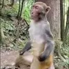 🧘 Эмодзи «обезьянки» для Telegram