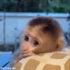 🥺 Эмодзи «обезьянки» для Telegram