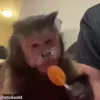 😋 Эмодзи «обезьянки» для Telegram