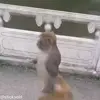 😎 Эмодзи «обезьянки» для Telegram