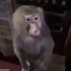 👀 Эмодзи «обезьянки» для Telegram