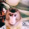 🥱 Эмодзи «обезьянки» для Telegram