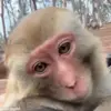 😃 Эмодзи «обезьянки» для Telegram