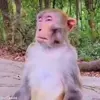 🫨 Эмодзи «обезьянки» для Telegram