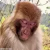 😴 Эмодзи «обезьянки» для Telegram