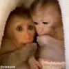 😳 Эмодзи «обезьянки» для Telegram