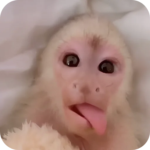 🙉 Стикер «Обезьянки» для Telegram