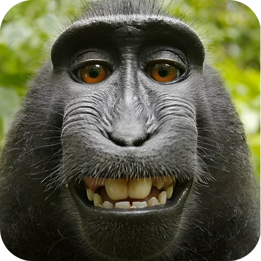 😃 Стикер «Обезьянки» для Telegram