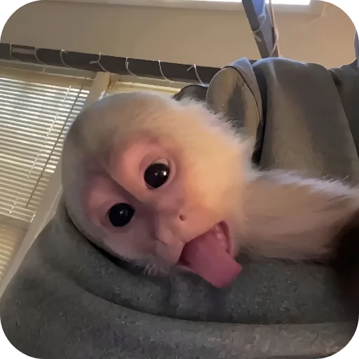 😋 Стикер «Обезьянки» для Telegram