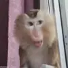 🤨 Эмодзи «обезьянки» для Telegram