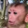 🥹 Эмодзи «обезьянки» для Telegram