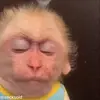 ☺️ Эмодзи «обезьянки» для Telegram