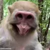 🤣 Эмодзи «обезьянки» для Telegram