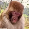 😴 Эмодзи «обезьянки» для Telegram