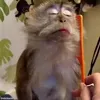 😋 Эмодзи «обезьянки» для Telegram
