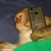📱 Эмодзи «обезьянки» для Telegram