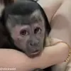 🥰 Эмодзи «обезьянки» для Telegram