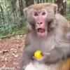😯 Эмодзи «обезьянки» для Telegram