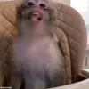 😁 Эмодзи «обезьянки» для Telegram