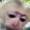 💋 Эмодзи «обезьянки» для Telegram