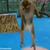 😊 Эмодзи «обезьянки» для Telegram