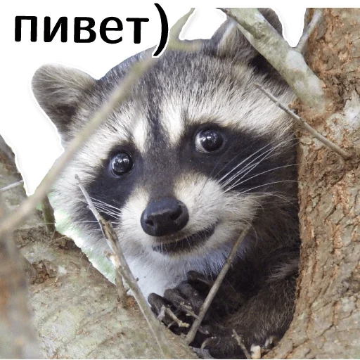 Стикерпак offensive_raccoons для Telegram — скачать