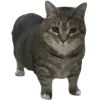 🤩 Эмодзи «Oiia Cat Без» для Telegram