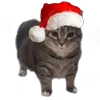 🤩 Эмодзи «Oiia Cat Без» для Telegram