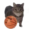 🤩 Эмодзи «Oiia Cat Без» для Telegram