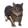 🤩 Эмодзи «Oiia Cat Без» для Telegram