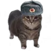 Эмодзи Oiia Cat Без для Telegram — скачать