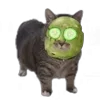 🤩 Эмодзи «Oiia Cat Без» для Telegram