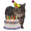 🤩 Эмодзи «Oiia Cat Без» для Telegram