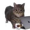 🤩 Эмодзи «Oiia Cat Без» для Telegram