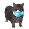 🤩 Эмодзи «Oiia Cat Без» для Telegram