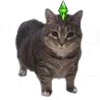 🤩 Эмодзи «Oiia Cat Без» для Telegram