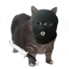 🤩 Эмодзи «Oiia Cat Без» для Telegram