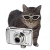 🤩 Эмодзи «Oiia Cat Без» для Telegram