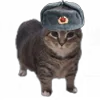 🇷🇺 Эмодзи «Oiia Oiia Cat» для Telegram