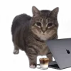 💻 Эмодзи «Oiia Oiia Cat» для Telegram