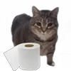 🧻 Эмодзи «Oiia Oiia Cat» для Telegram