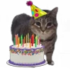 🎉 Эмодзи «Oiia Oiia Cat» для Telegram