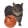 🏀 Эмодзи «Oiia Oiia Cat» для Telegram