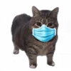 😷 Эмодзи «Oiia Oiia Cat» для Telegram