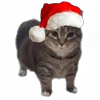 🧑‍🎄 Эмодзи «Oiia Oiia Cat» для Telegram