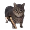 🪓 Эмодзи «Oiia Oiia Cat» для Telegram