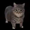 Эмодзи Oiia Oiia Cat для Telegram — скачать