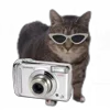 📷 Эмодзи «Oiia Oiia Cat» для Telegram