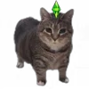 🎮 Эмодзи «Oiia Oiia Cat» для Telegram